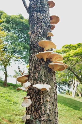 Lentinus scleropus