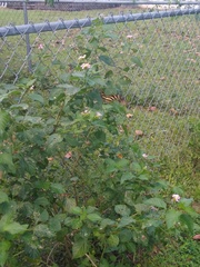 Heliconius charithonia