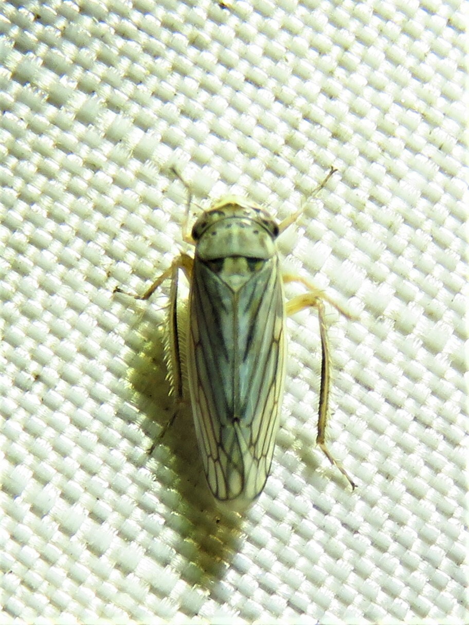 Exitianus exitiosus Insect Vectors of Plant Disease