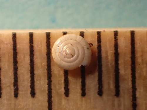Milky Crystal-snail