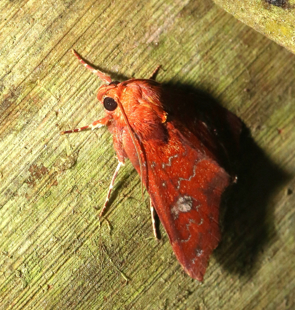 Anomis rubida