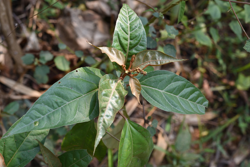 Croton cascarilloides iNat (2)