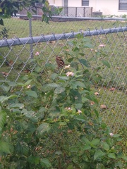 Heliconius charithonia