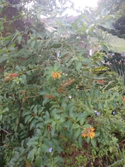 Heliconius charithonia