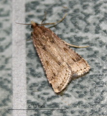 Loryma basalis