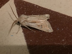 Agrotis graslini