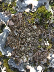 Dermatocarpon muhlenbergii