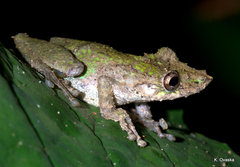 Scinax garbei