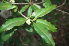 Pyrostria ankaranensis