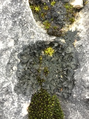 Lathagrium undulatum