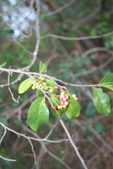 Antidesma madagascariense