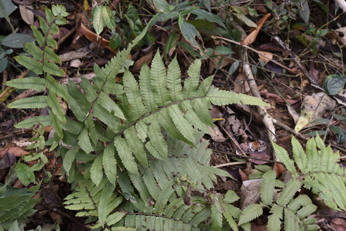 Thelypteris truncata iNat (3)