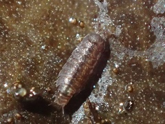 Synocheta