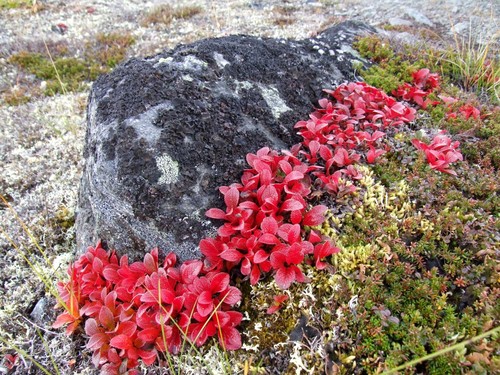 alpine bearberry