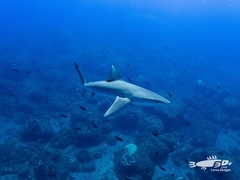 Carcharhinus galapagensis