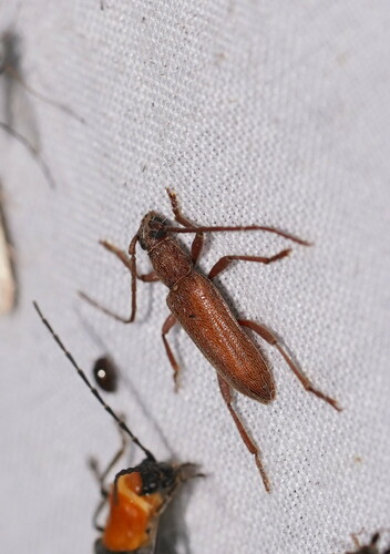 Paphora
