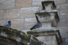 Columba livia