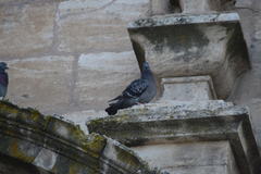 Columba livia