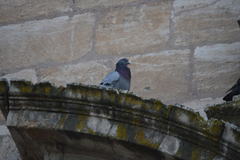 Columba livia