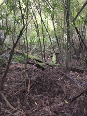 Melicytus ramiflorus ramiflorus