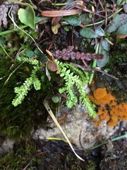 Selaginella eclipes