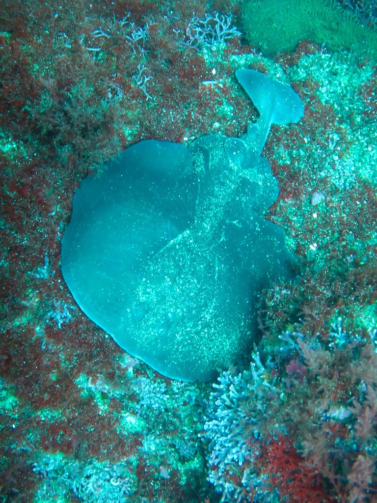 Chilean Torpedo
