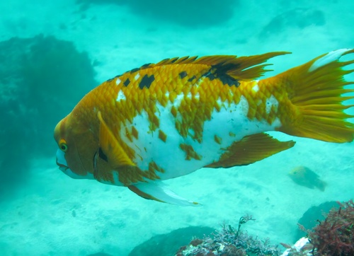 Brown hogfish (Bodianus eclancheri) — Labridae — 3