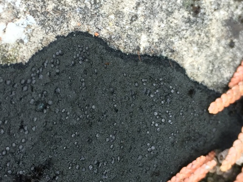 Blackthread Lichen