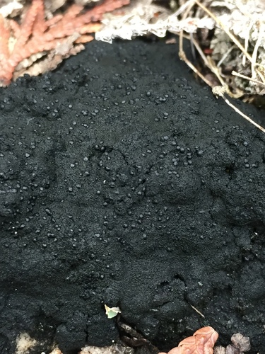 Blackthread Lichen