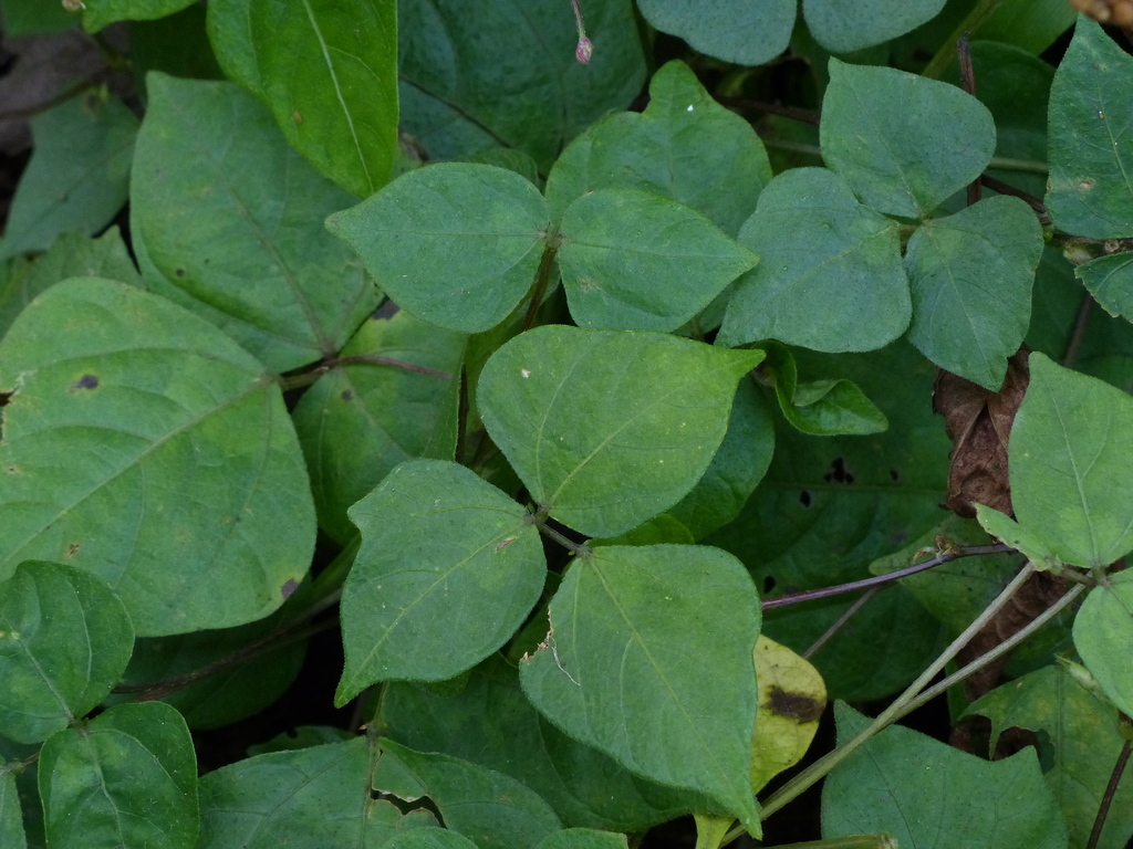 Vigna dalzelliana (Vigna dalzelliana)