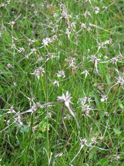 Rhynchospora colorata