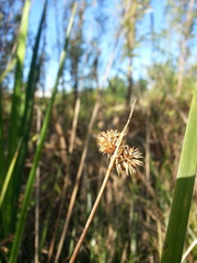 Juncus torreyi