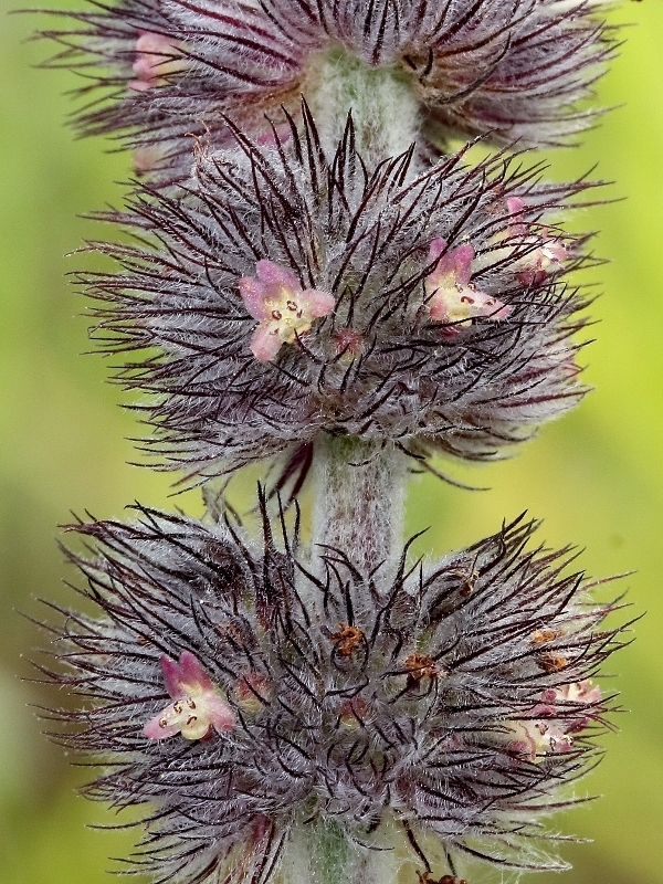 Gymneia virgata