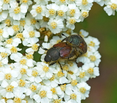 Blitopertha lineolata
