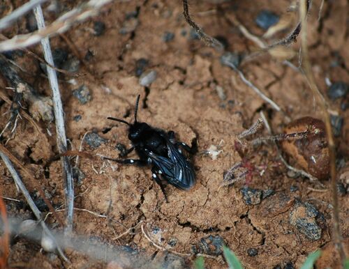 Melecta caroli