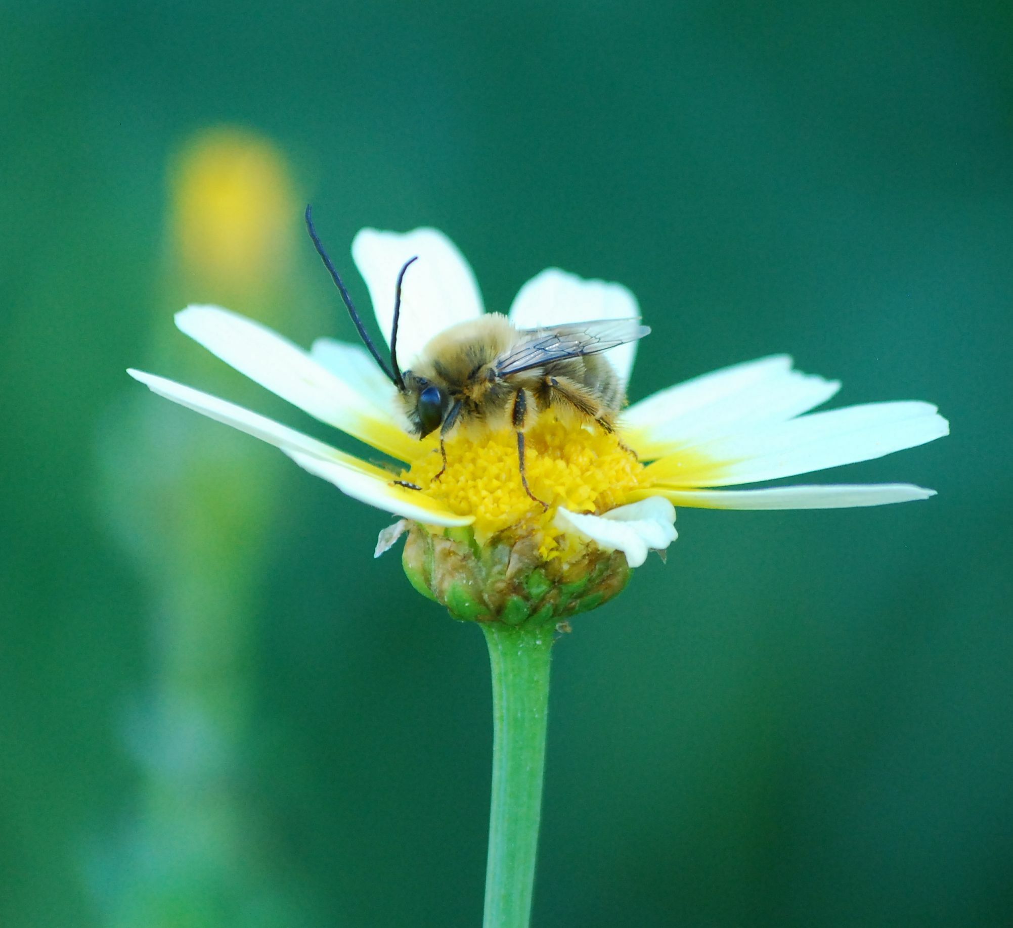 Eucera algira