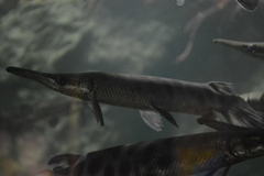 Atractosteus tropicus