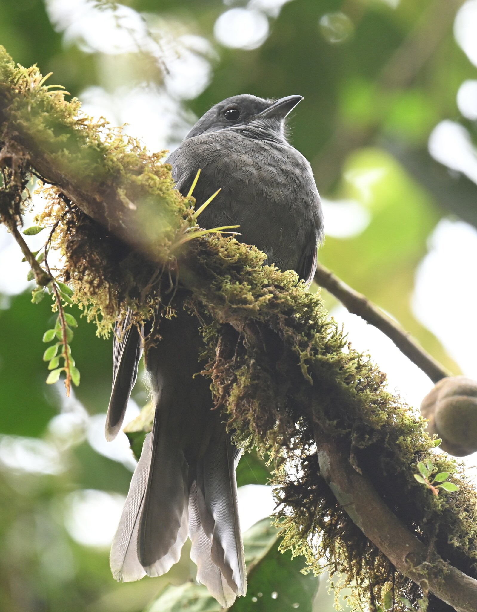 Dusky Piha (Lipaugus fuscocinereus), photo 4