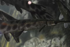 Atractosteus tropicus