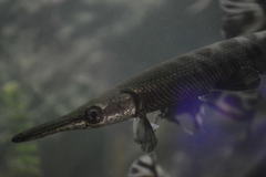 Atractosteus tropicus