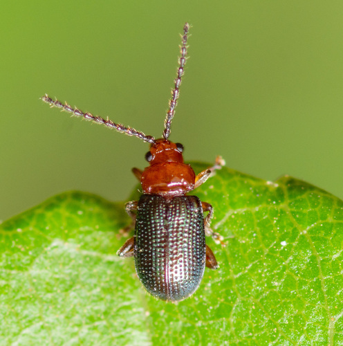 Trichaltica scabricula