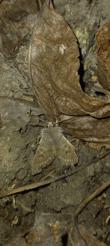 mora topoľová (Orthosia populeti)
