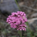 Gyptis tanacetifolia - Photo (c) san_tiago, some rights reserved (CC BY-NC), uploaded by san_tiago