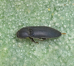 Melanotus punctolineatus