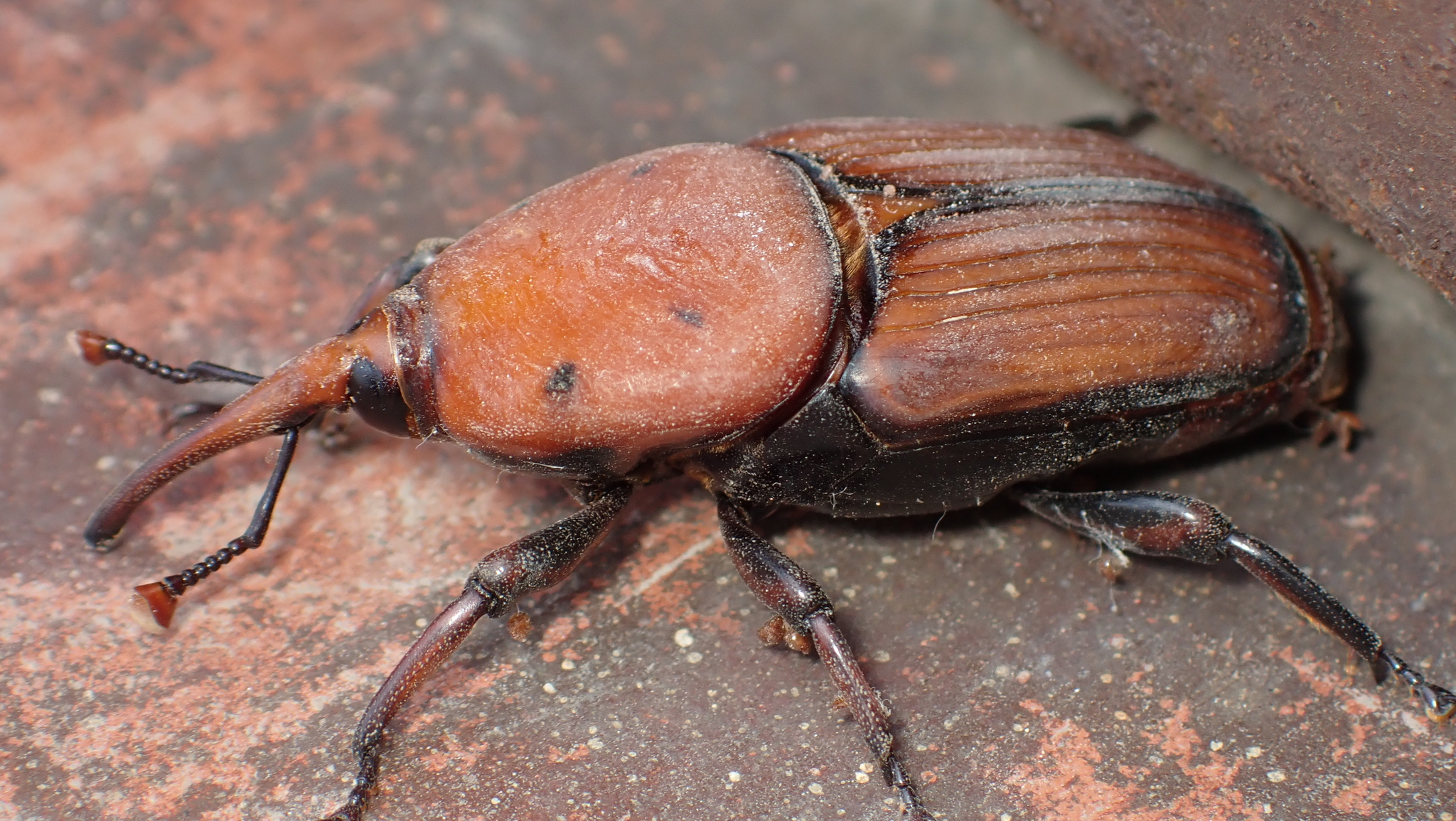 Rhynchophorus ferrugineus (A.G.Olivier, 1791)