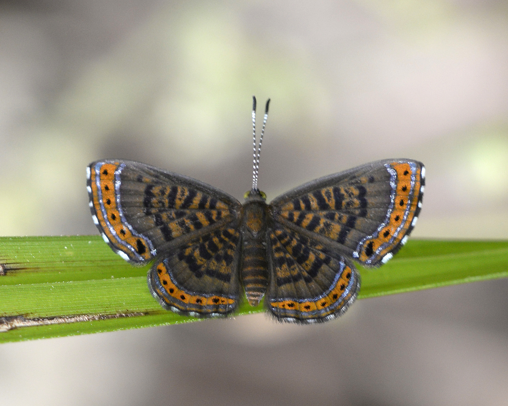 Detritivora hermodora