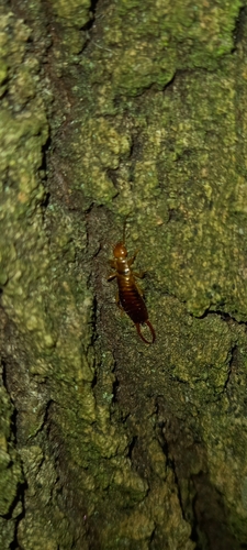 ucholak bezkrídly (Chelidurella acanthopygia)