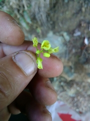 Biscutella laevigata laevigata