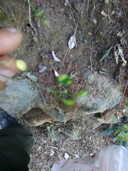 Biscutella laevigata laevigata