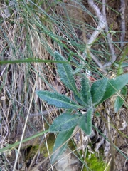Biscutella laevigata laevigata
